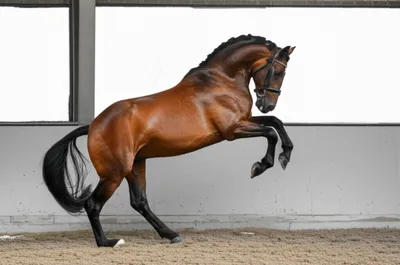 Illustration courbettes - Image 1