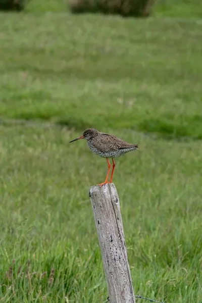 Illustration redshanks - Image 2