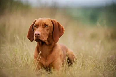 Illustration charges - Image 1