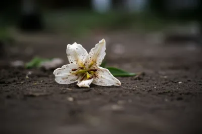 Illustration defiling - Image 1