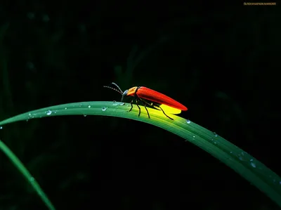 Illustration alighted - Image 1