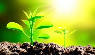 Illustration adds - Image 2