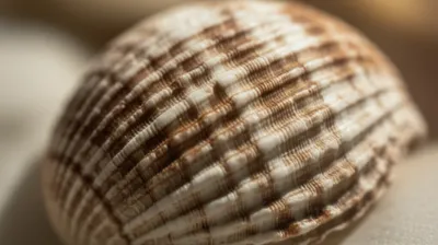 Illustration lira - Image 1