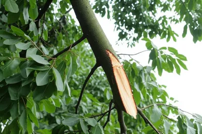 Illustration lopped - Image 1