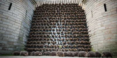 Illustration hedgehogs - Image 1