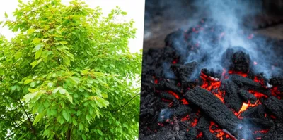 Illustration charcoal