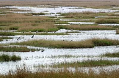 Illustration marshes - Image 1