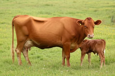 Illustration notes - Image 1