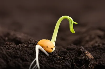 Illustration germinated - Image 1