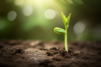 Illustration chits - Image 1