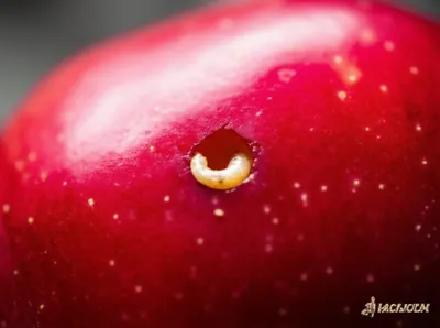 Illustration fly - Image 1