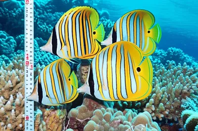 Illustration butterflyfish