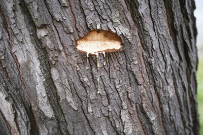 Illustration bleeds - Image 1