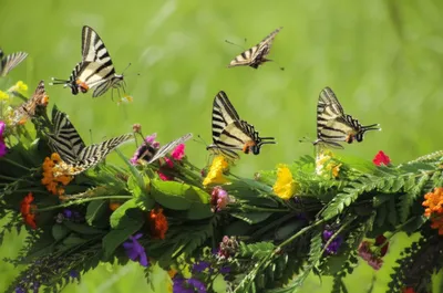 Illustration festoons - Image 1