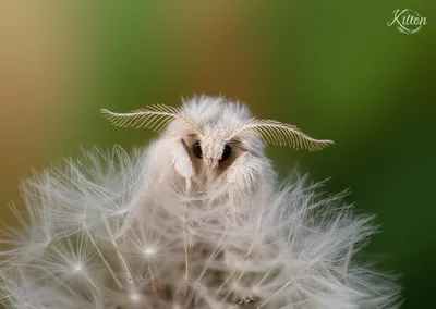 Illustration kitten - Image 1