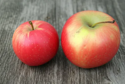 Illustration undersized