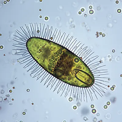 Illustration ciliate - Image 1