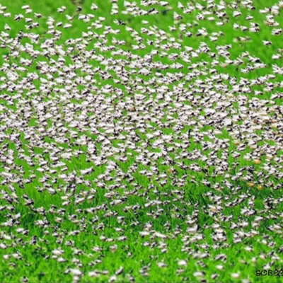 Illustration invading - Image 1