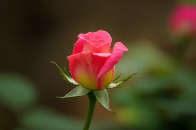 Illustration rose - Image 1