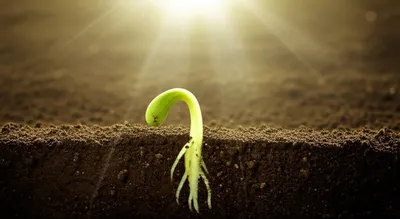 Illustration incubation - Image 1