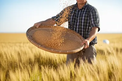 Illustration winnows - Image 1