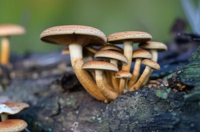 Illustration pedicels - Image 1