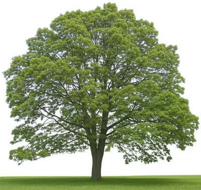 Illustration ash - Image 1