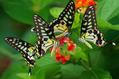 Illustration jays - Image 1