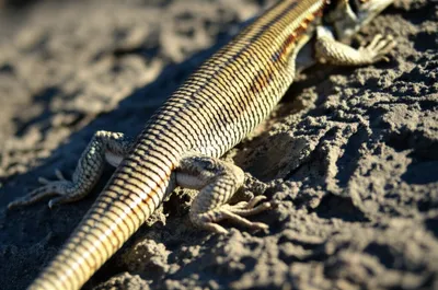 Illustration reptile - Image 1