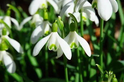 Illustration snowdrops - Image 2