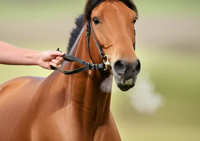 Illustration controllable - Image 1