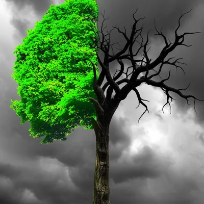 Illustration warps - Image 1