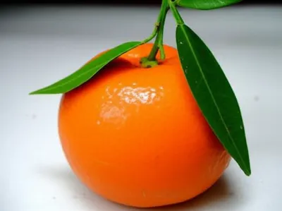 Illustration mandarine - Image 1