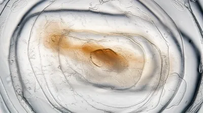 Illustration hila - Image 1