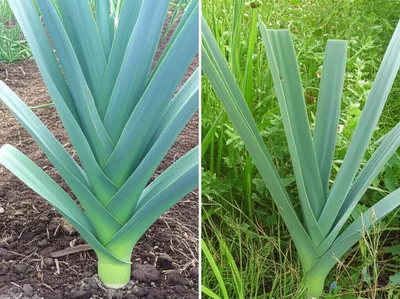 Illustration leeks - Image 1