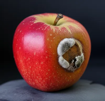 Illustration rotting - Image 1