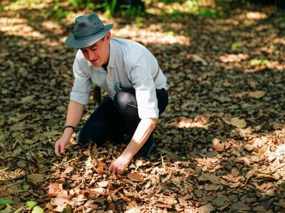 Illustration fossick - Image 1