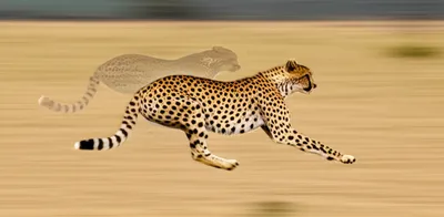 Illustration double - Image 1