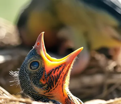 Illustration gape - Image 1