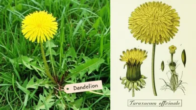 Illustration commoner - Image 1