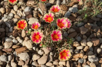 Illustration rockrose - Image 1