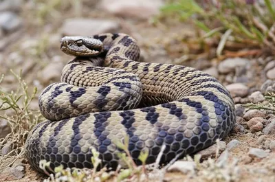 Illustration adder - Image 2