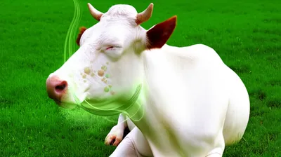 Illustration ruminated