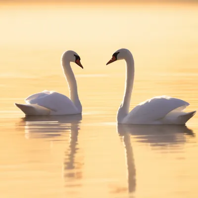 Illustration mates - Image 1