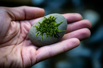 Illustration seed - Image 1