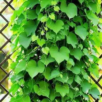 Illustration propagate - Image 1