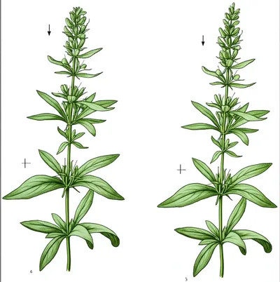 Illustration indeterminate - Image 1