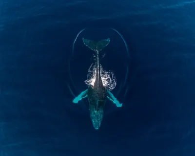 Illustration sounded - Image 1