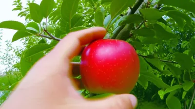 Hình ảnh minh họa snatching
