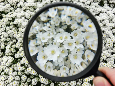 Illustration discernment - Image 1